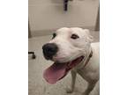 Adopt MELODY a Pit Bull Terrier