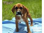 Adopt Piper a Boxer, Redbone Coonhound