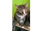 Adopt Calvin a Brown Tabby Domestic Shorthair (short coat) cat in Barnwell