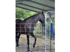 Beautiful Tennessee Walker Mare 10 year old Female