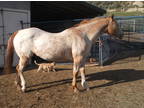 Older Appaloosa Mare Looking For A New Home