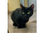 Adopt Brussel Sprout a Domestic Short Hair