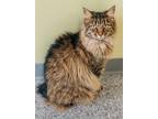 Adopt Zoey a Domestic Long Hair