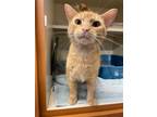 Adopt Mr. Fuzzy Buttons a Domestic Short Hair