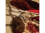 German Shorthaired Pointer Puppy for sale in Ivanhoe, CA, USA