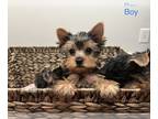 Yorkshire Terrier PUPPY FOR SALE ADN-445909 - Yorkshire boy puppy