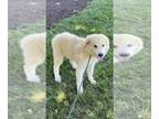 Great Pyrenees PUPPY FOR SALE ADN-445704 - King Great Pyrenees