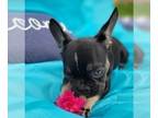 French Bulldog PUPPY FOR SALE ADN-446126 - Adorable Frenchie from Europe