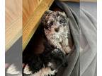 Aussiedoodle PUPPY FOR SALE ADN-446024 - Mini and standard F1b Aussiedoodle