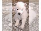Siberian Husky PUPPY FOR SALE ADN-445924 - Siberian Husky Puppies Purebred