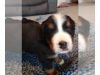 Bernese Mountain Dog PUPPY FOR SALE ADN-445950 - Mikey