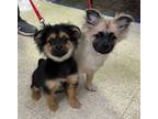 Adopt Jasmine and Pepper a Yorkshire Terrier
