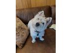 Adopt Webster a West Highland White Terrier / Westie