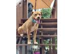 Adopt Shelly a American Staffordshire Terrier
