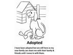 Adopt Mae a Shepherd, Labrador Retriever