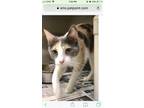 Adopt Juliet a Dilute Calico