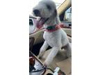 Adopt Miss Dooley - So Cal a Bedlington Terrier