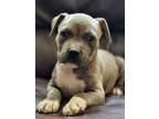 Adopt Future a Pit Bull Terrier, Mixed Breed