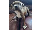 Adopt B.I.G. a Pit Bull Terrier, Mixed Breed