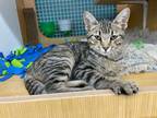 Adopt Ned a Domestic Short Hair, Tabby