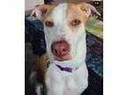Adopt Sage a American Staffordshire Terrier, Boxer