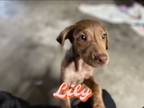 Adopt Lily a Toy Fox Terrier
