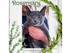 Adopt Rosemary A Russian Blue