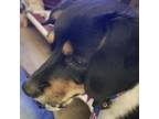 Adopt Brinkley a Rat Terrier, Dachshund