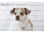 Adopt Elvis a Mixed Breed