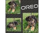 Adopt Oreo a Australian Cattle Dog / Blue Heeler