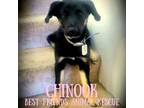 Adopt Chinook A Labrador Retriever