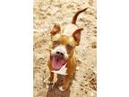 Adopt Beauty a Pit Bull Terrier