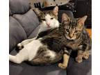 Adopt Dylan & Chungy a Tabby