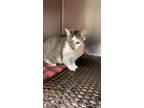 Adopt Two-face a Domestic Short Hair