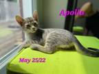 Adopt Apollo a Domestic Short Hair