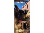 Adopt Mad Hatter a German Shepherd Dog, Husky
