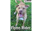 Adopt Flynn Rider a Mixed Breed