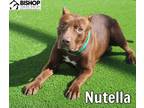 Adopt Nutella a Mixed Breed