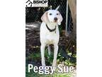 Adopt Peggy Sue a Mixed Breed