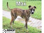 Adopt Max a Mixed Breed