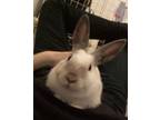Adopt Lily a Bunny Rabbit