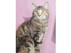 Adopt Mary Grace a Domestic Short Hair