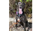 Adopt Millie Moo a Black Mixed Breed (Medium) / Mixed dog in Key West