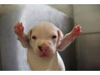 Adopt HUBERT a Pit Bull Terrier, Mixed Breed