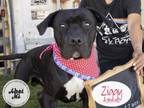Adopt ZIGGY a Pit Bull Terrier