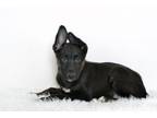 Adopt RALPH A German Shepherd Dog, Mixed Breed