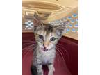 Adopt Fruit Punch a Domestic Short Hair