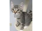 Adopt Sprout a Tabby
