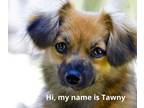 Adopt Tawny a Pomeranian, Dachshund