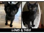 Adopt Louis & Theo (perfection) a Tabby, Domestic Short Hair